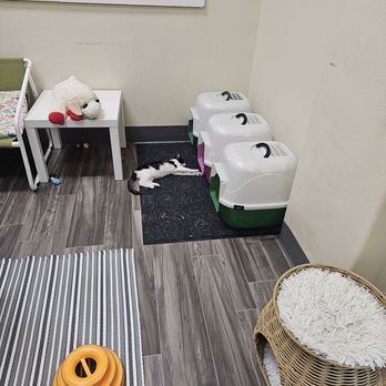 Rescued Treasures Cat Cafe - litter bins on the floor - Pet Adoption Near Me - Las Vegas, Nevada Rescued Treasures Cat Cafe - litter bins on the floor - Pet Adoption Near Me - Las Vegas, Nevada