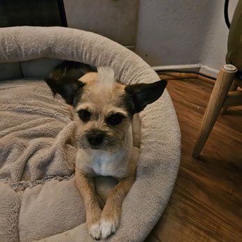 Four Paws Inn - Jaxon looking fly - Pet Sitting Near Me - Banning, California