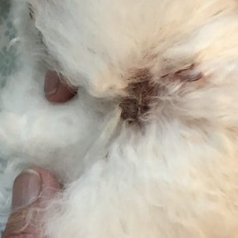 The Mud Puppy - My poor baby got his skin cut off by the groomer - Pet Groomers Near Me - Mission Viejo, California The Mud Puppy - My poor baby got his skin cut off by the groomer - Pet Groomers Near Me - Mission Viejo, California