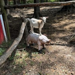 Ballyhoo Petting Zoo - Lucy the adorable baby goat that wonders the farm!