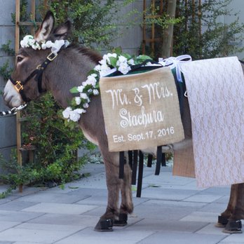 Garcia Media Company - wedding donkey - Event Photography Near Me - Buckeye, Arizona Garcia Media Company - wedding donkey - Event Photography Near Me - Buckeye, Arizona