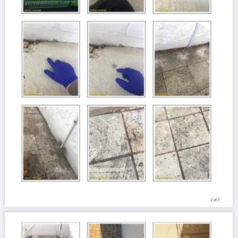 Insect IQ - Pest Control Near Me - Tampa, Florida