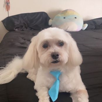You Dirty Dog - Pet Groomers Near Me You Dirty Dog - Pet Groomers Near Me