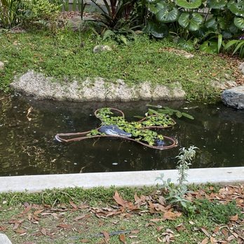 UCLA Mathias Botanical Garden - Koi pond - Botanical Gardens Near Me - Los Angeles, California