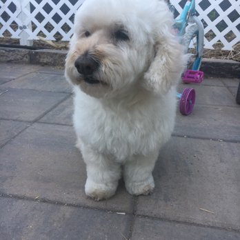 Mad About Dogs - Pet Groomers Near Me - Mesa, Arizona