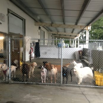 Top Dog Daycare - Dog Walkers Near Me - Tumwater, Washington