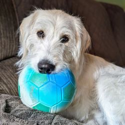 Maligators Dog Training - Snoopy's ready to play!