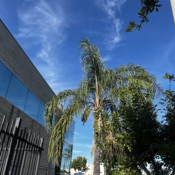 Muro Tree Service - Tree Services Near Me
