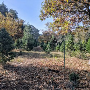 Hidden Springs Tree Farm - Beautiful grounds to stroll through on your tree search - Farms Near Me - Atascadero, California Hidden Springs Tree Farm - Beautiful grounds to stroll through on your tree search - Farms Near Me - Atascadero, California