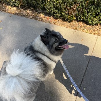 Lafayette Park - Dog Parks Near Me - San Francisco, California