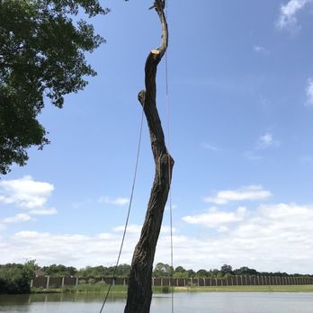 Tony’s Tree Care - Certified safety removal. - Tree Services Near Me Tony’s Tree Care - Certified safety removal. - Tree Services Near Me