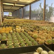 palmex cactus Polaskia chichipe – Foliage Factory