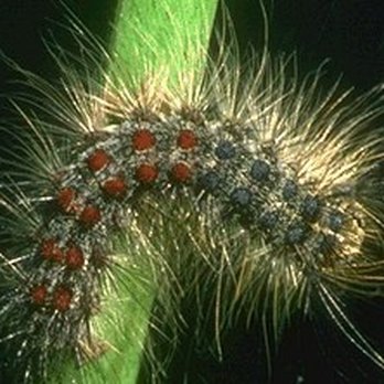 Jolly Green Tree and Shrub Care - Gypsy Moth Caterpillars can be devastating to your valuable Oak Trees. - Landscaping Near Me - West Babylon, New York Jolly Green Tree and Shrub Care - Gypsy Moth Caterpillars can be devastating to your valuable Oak Trees. - Landscaping Near Me - West Babylon, New York