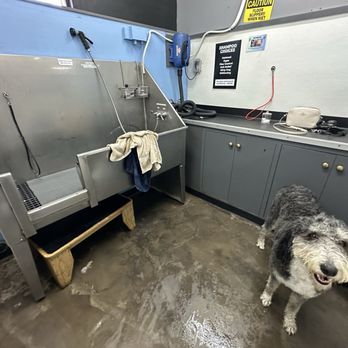 The Paw Spa LB - Spacious bathing area for my 80 pound doodle.  So fun to go to Rosie's dog beach, the Paw Spa then Chucks for a meal.  Always a fun outing. - Pet Groomers Near Me - Long Beach, California