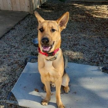 Good Dog Ink9 - Pet Training Near Me Good Dog Ink9 - Pet Training Near Me