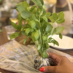 Nessun Dorma - Fresh basil