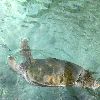 Coral World Ocean Park - Aquariums Near Me - St Thomas, Virgin Islands Coral World Ocean Park - Aquariums Near Me - St Thomas, Virgin Islands