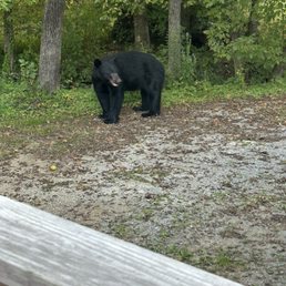 Local black bear! Local black bear!