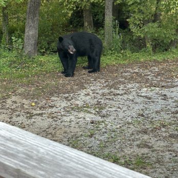 The Rampant Lion - Local black bear! - Wine Bars Near Me - Gatlinburg, Tennessee The Rampant Lion - Local black bear! - Wine Bars Near Me - Gatlinburg, Tennessee