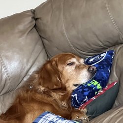 All For Paws - Cooper