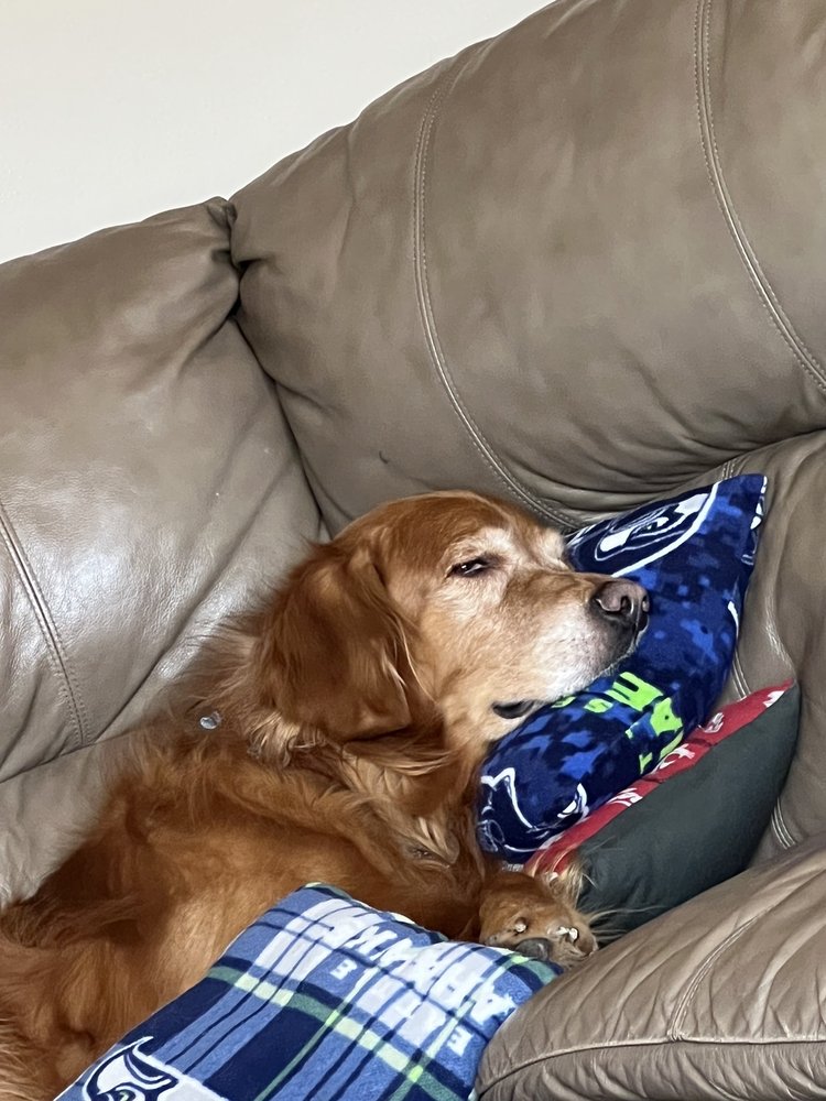 ALL FOR PAWS Updated September 2024 37 Photos & 15 Reviews 246 W