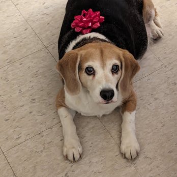 Burlington Emergency And Veterinary Specialists - my dearly missed 13 y/o male Beagle dog, Jacob - Veterinarians Near Me - Williston, Vermont