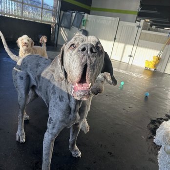 PSS Pet Hotel - Upland - I was on vacation and they send the best picture updates - Pet Boarding Near Me - Upland, California PSS Pet Hotel - Upland - I was on vacation and they send the best picture updates - Pet Boarding Near Me - Upland, California