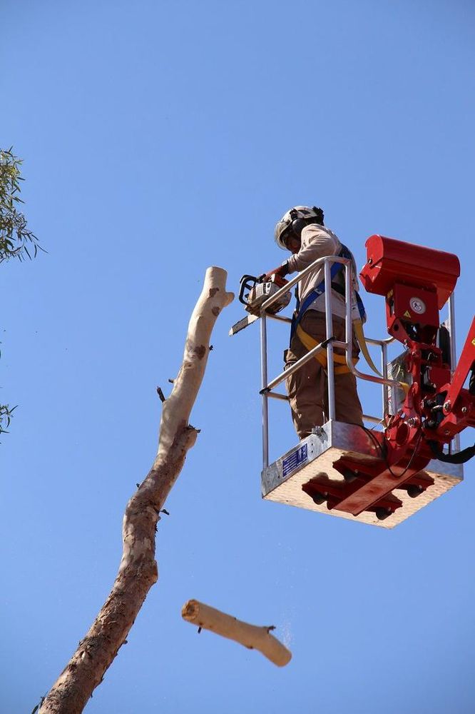 Made In The Shade - tree service in Tucson, AZ