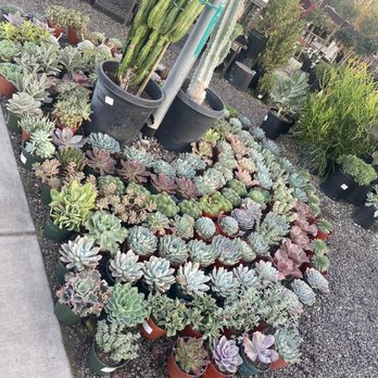 Green Thumb Nursery - Succulents and cactus - Nurseries & Gardening Near Me - Canoga Park, California
