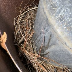 Titan Chimney & Masonry - Nesting materials between 2 pipes