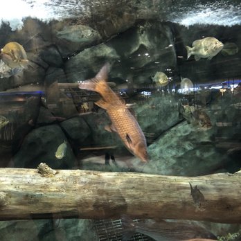 Bass Pro Shops - Guns & Ammo Near Me - Rocklin, California