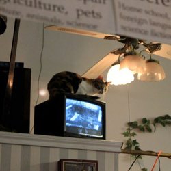 Brandenburg Lh Bookseller - One of the many kitties.