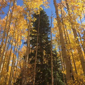 Kenosha Pass - Kenosha Pass most beautiful fall aspen colors in Colorado -10,000 elevation - Parks Near Me - Park, Colorado Kenosha Pass - Kenosha Pass most beautiful fall aspen colors in Colorado -10,000 elevation - Parks Near Me - Park, Colorado