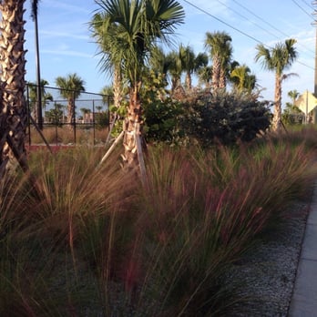 Siesta Key Beach - Upgraded trees along the beach parking lot - Beaches Near Me - Sarasota, Florida Siesta Key Beach - Upgraded trees along the beach parking lot - Beaches Near Me - Sarasota, Florida