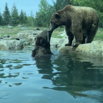Minnesota Zoo - Bears - Zoos Near Me - Apple Valley, Minnesota Minnesota Zoo - Bears - Zoos Near Me - Apple Valley, Minnesota