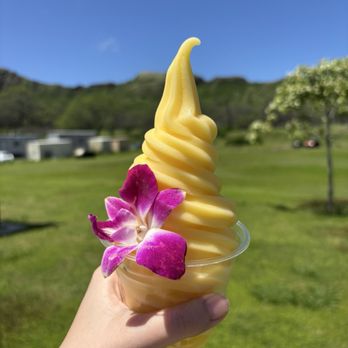 Aloha Diamond Head Hike - Dole whip at the bottom. The reward after the hike! - Bus Tours Near Me Aloha Diamond Head Hike - Dole whip at the bottom. The reward after the hike! - Bus Tours Near Me