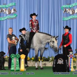 Kb Performance Horses