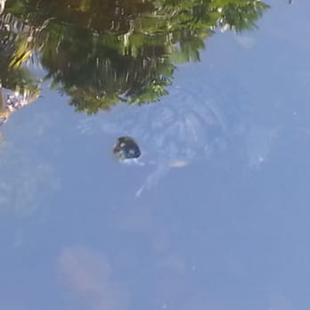 Miami-Dade Public Library System - Key Biscayne Branch - Turtles in the garden - Libraries Near Me - Key Biscayne, Florida Miami-Dade Public Library System - Key Biscayne Branch - Turtles in the garden - Libraries Near Me - Key Biscayne, Florida