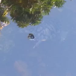 Miami-Dade Public Library System - Key Biscayne Branch - Turtles in the garden