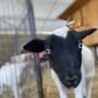 Photo of Lucky Jacks' Rescue Ranch