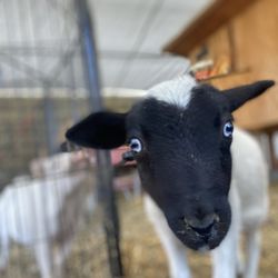 Lucky Jacks' Rescue Ranch