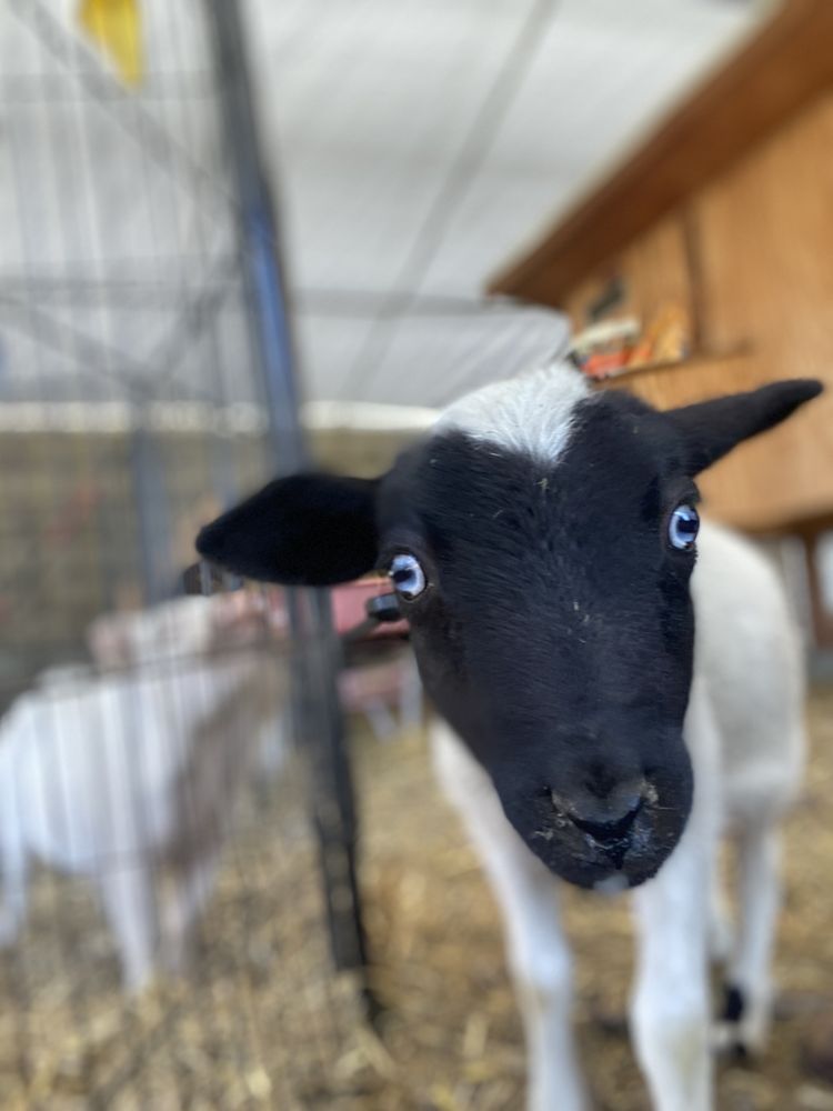 Lucky Jacks' Rescue Ranch