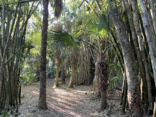 Koreshan State Park by null
