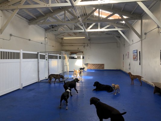 Furball Fitness Oakland