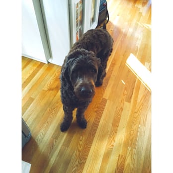 Texas Pet Concierge - Bela the Labradoodle after her 20 minute walk! - Dog Walkers Near Me Texas Pet Concierge - Bela the Labradoodle after her 20 minute walk! - Dog Walkers Near Me
