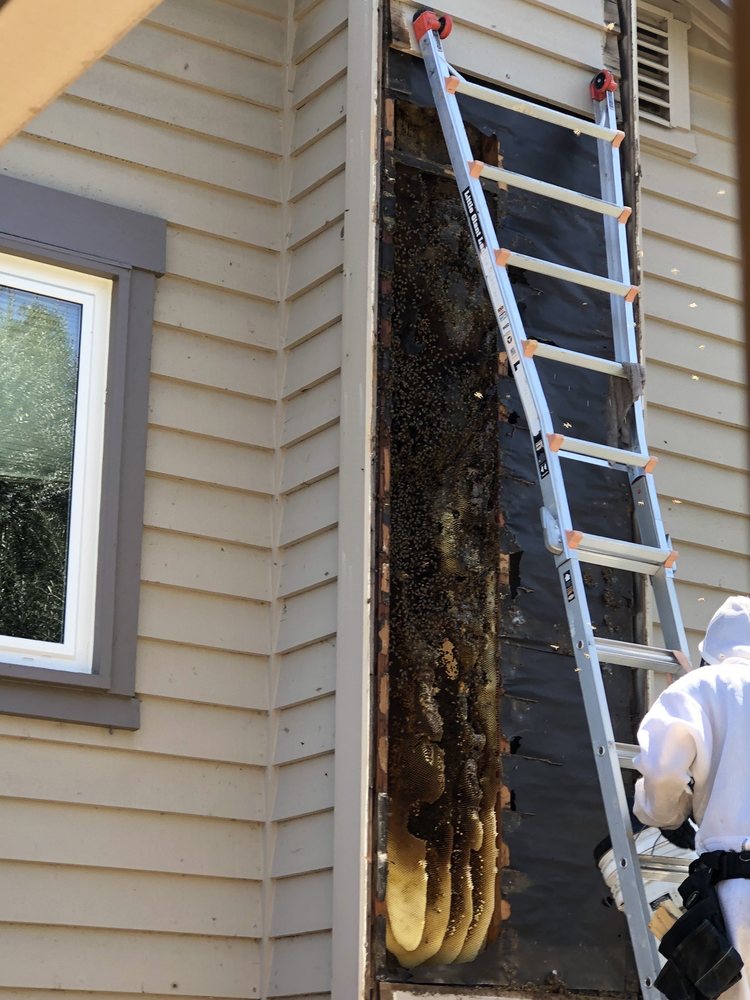 Bee Friendly Honey - beekeeping in Lafayette, CA