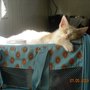 Photo of Animal Medical Center