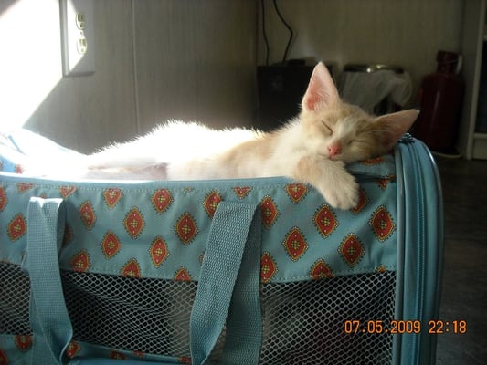 Animal Medical Center