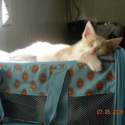 Animal Medical Center - :-)
