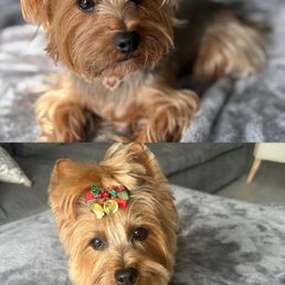 Before and after photo of my dog after being groomed at Flores pet grooming in Miami Beach on 71st. St.